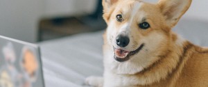 Les 10 races de chiens qui sont les plus intelligentes !